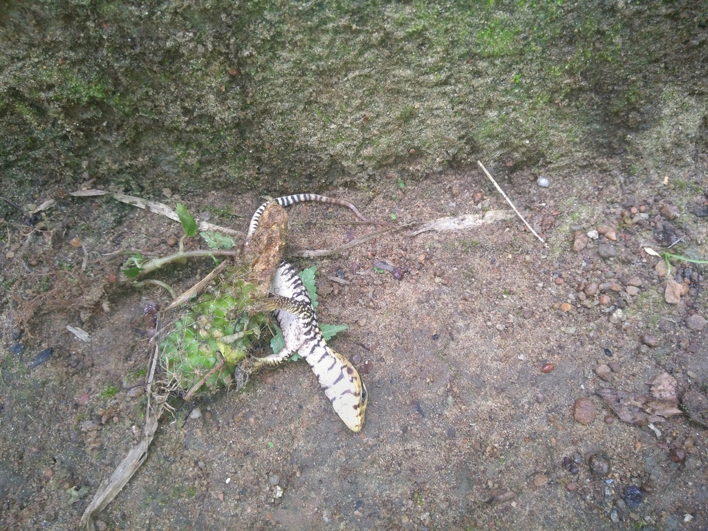 Yellow Monitor