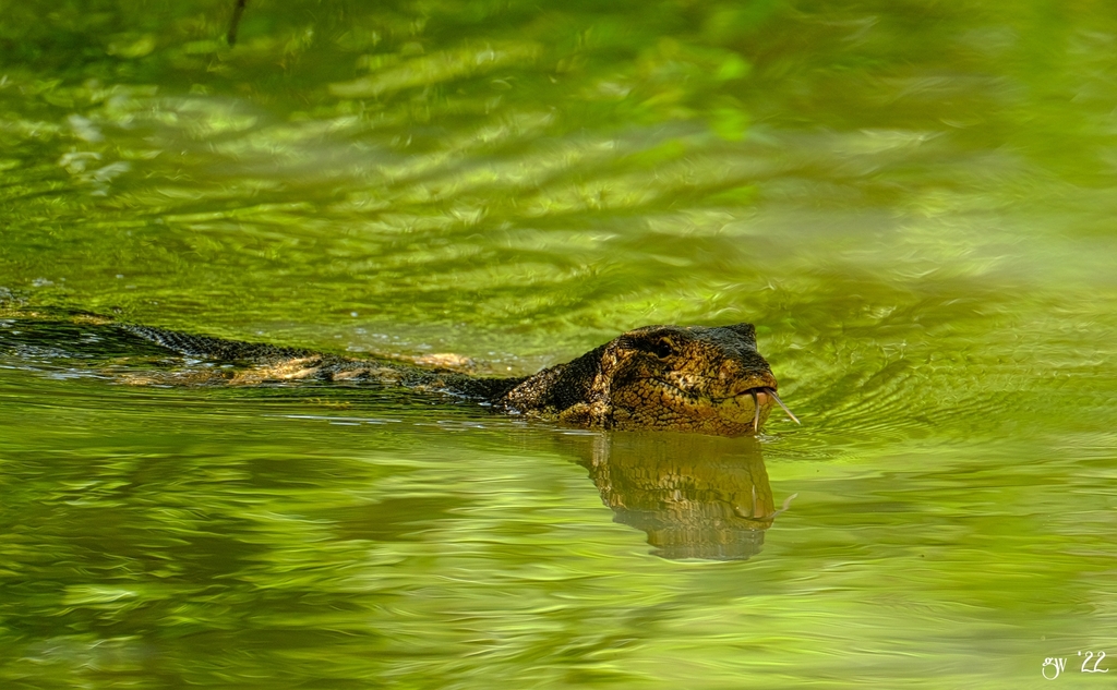 Common Water Monitor