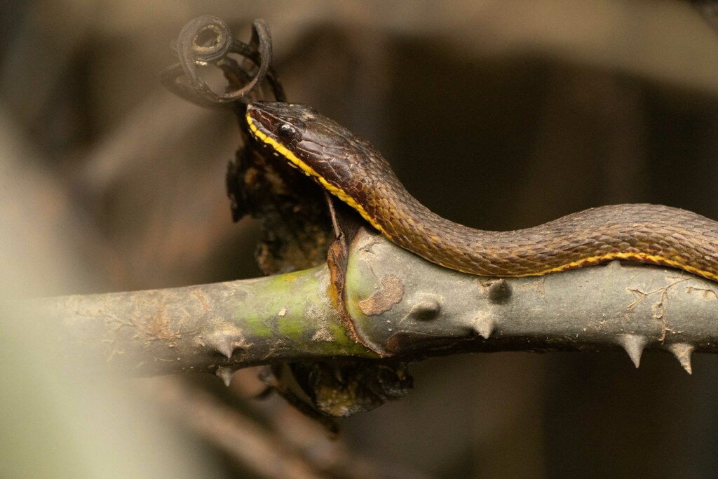 Xenochrophis cerasogaster
