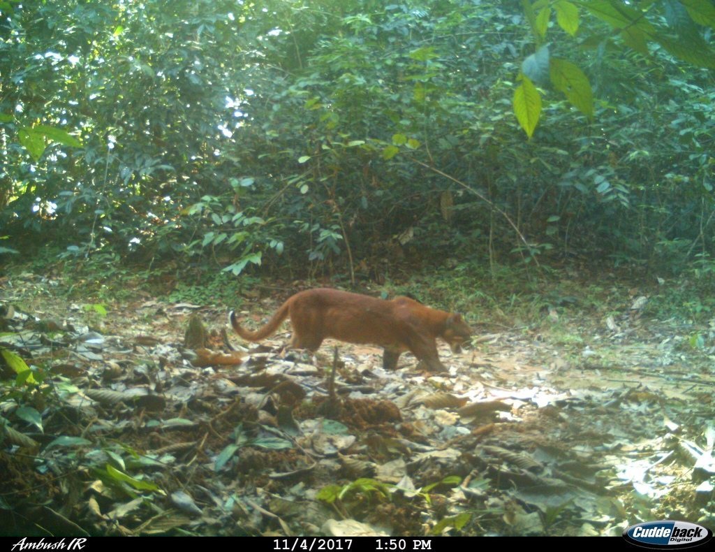 Asiatic Golden Cat