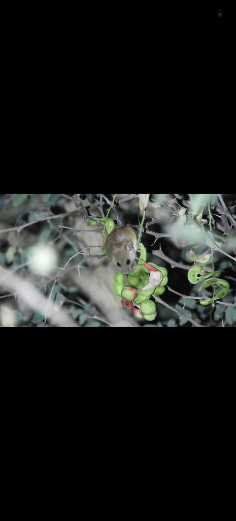Asiatic Long-tailed Climbing Mouse