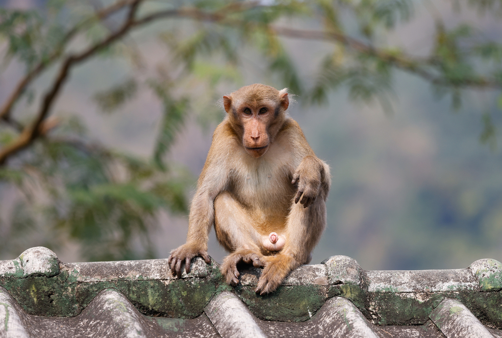 Assam Macaque