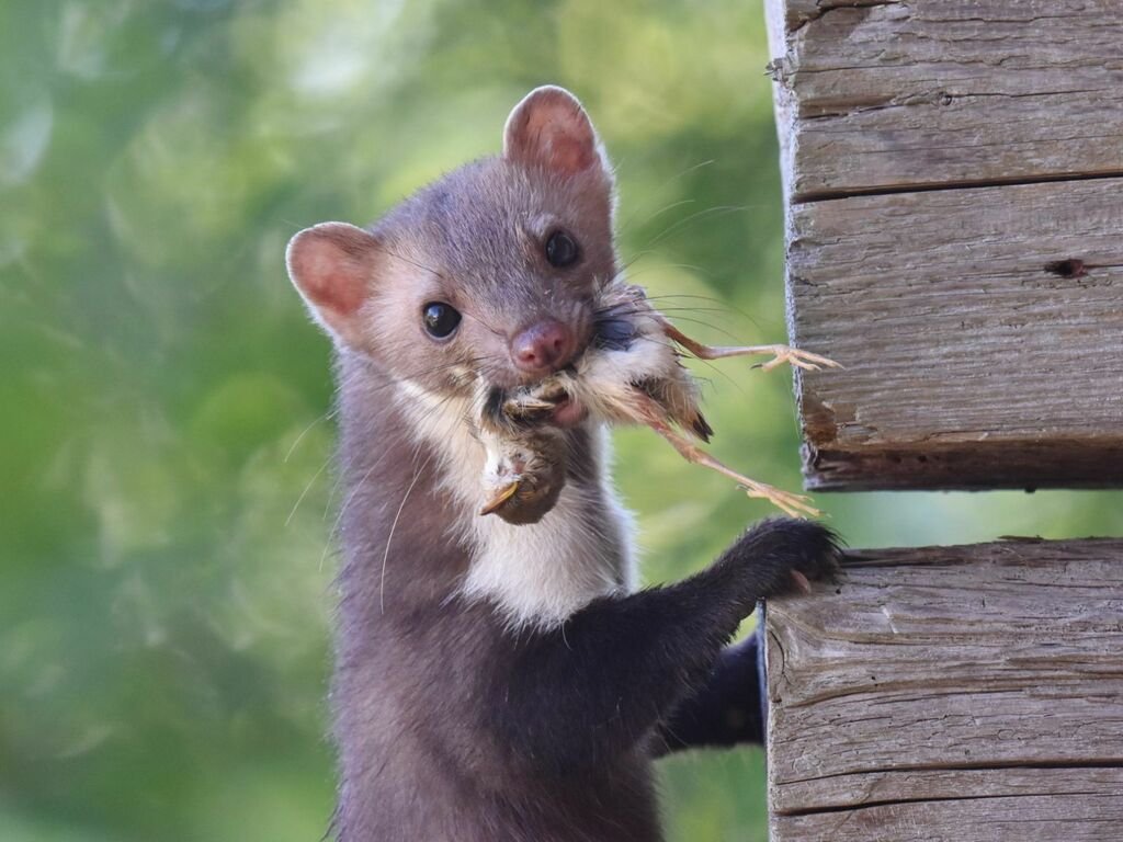 Beech Marten