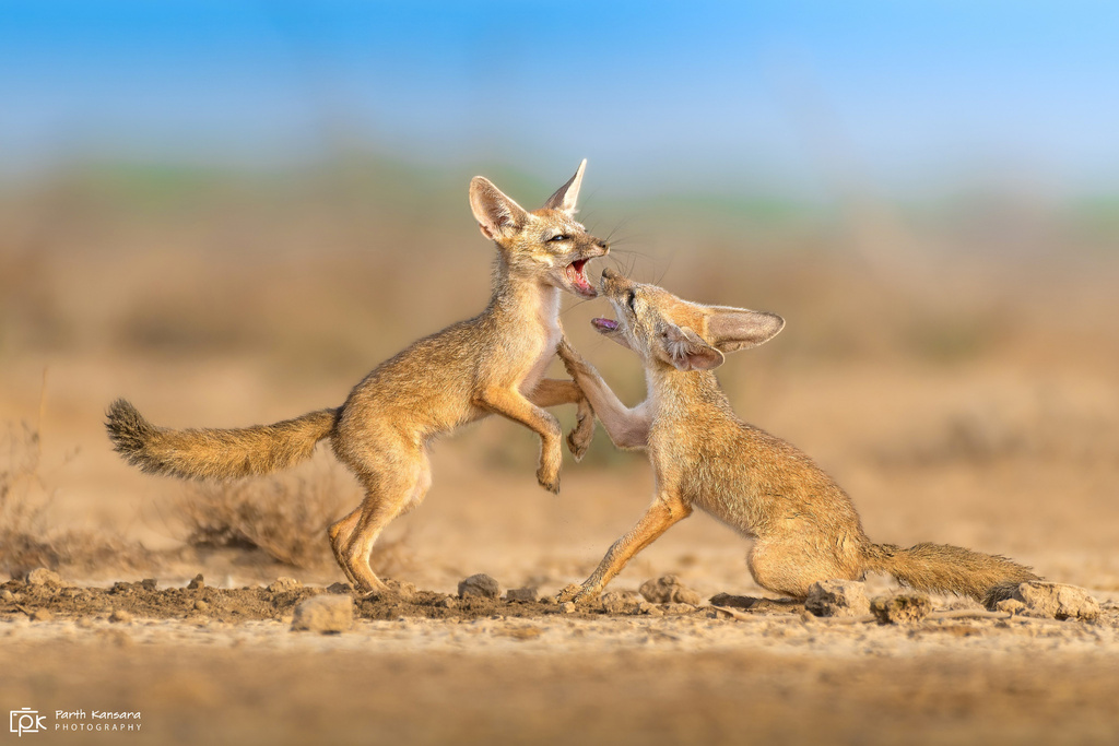 Bengal Fox