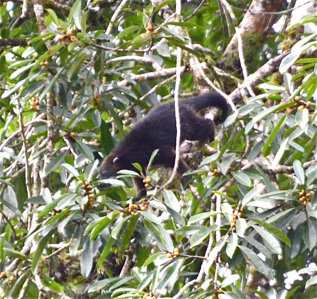 Binturong