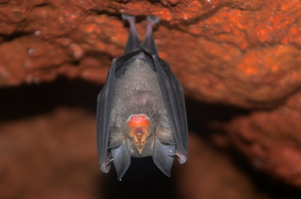 Blyth's Horseshoe Bat