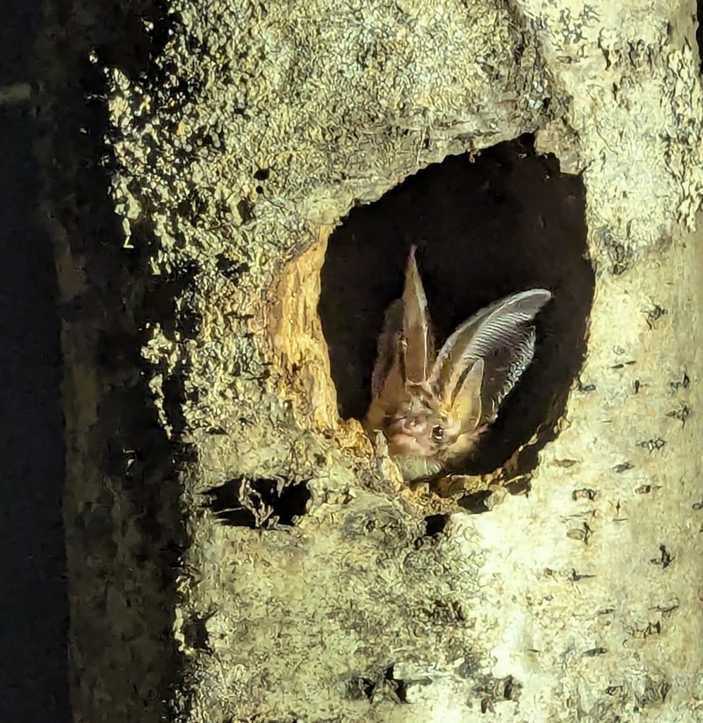 Brown Big-eared Bat