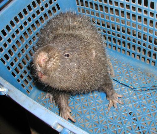 Lesser Bamboo Rat