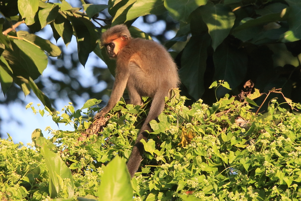 Capped Langur