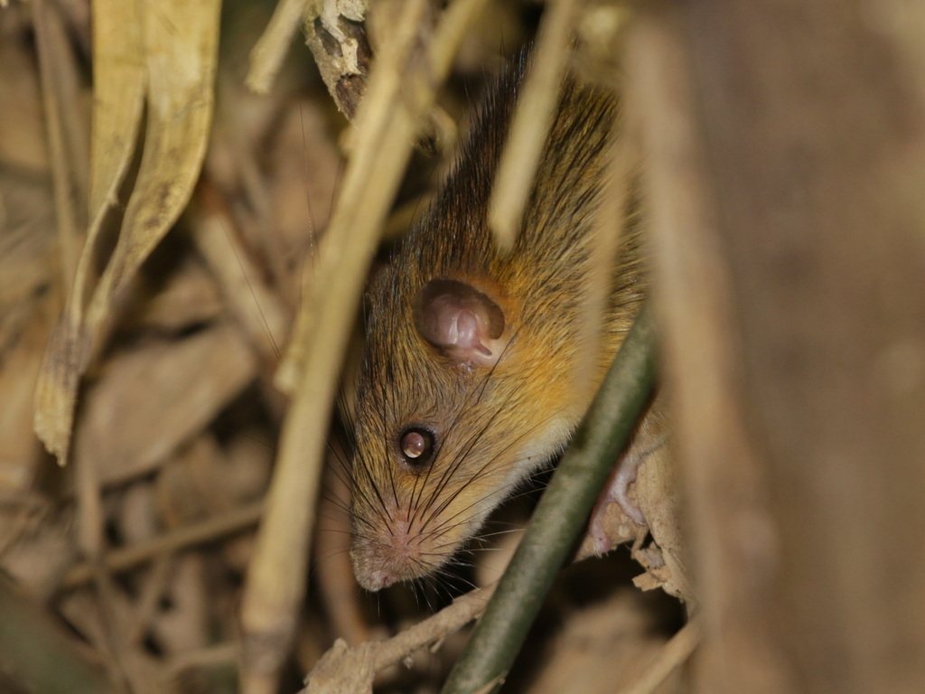 Chestnut White-bellied Rat