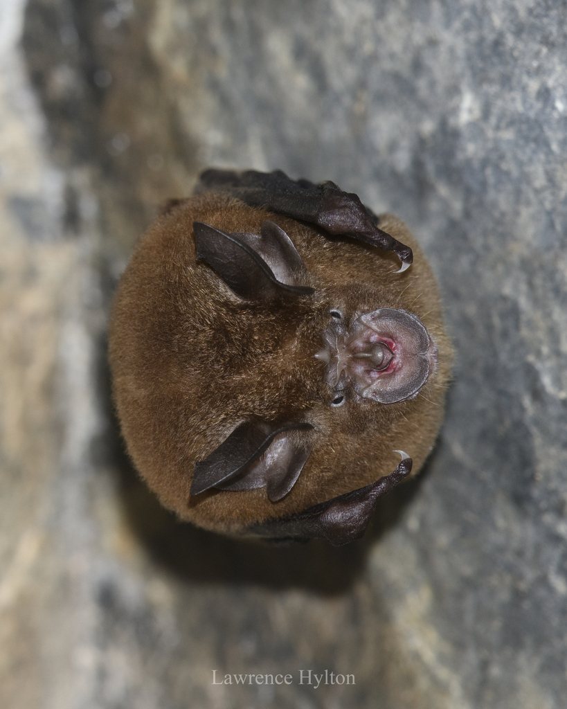 Chinese Horseshoe Bat