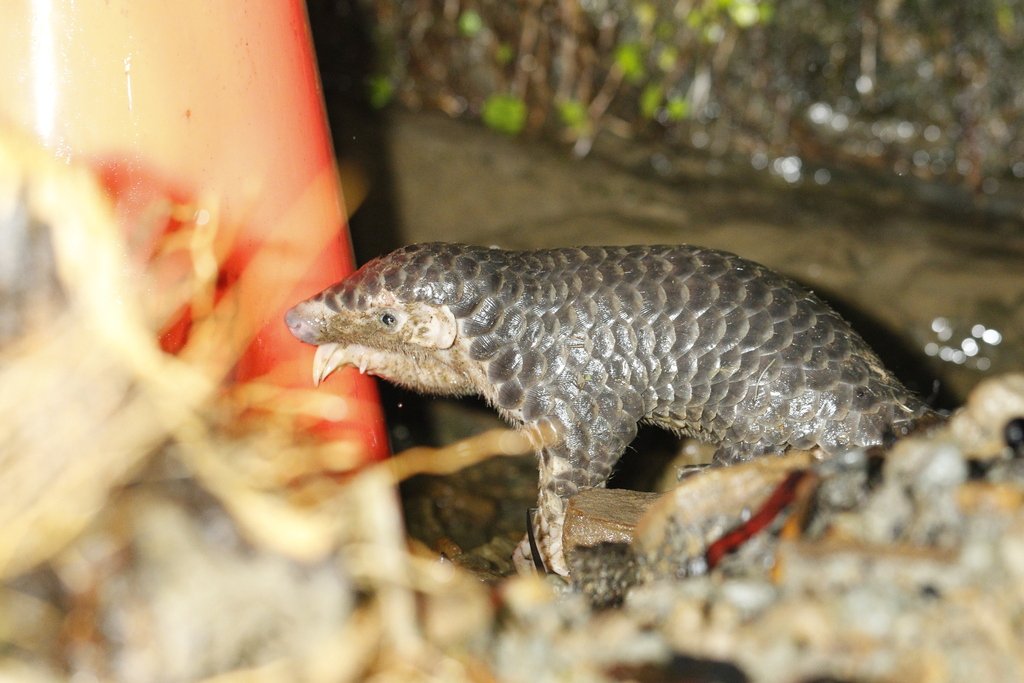 Chinese Pangolin