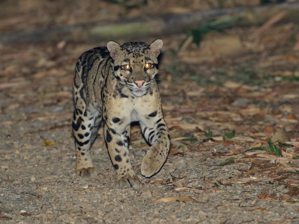 Clouded Leopard