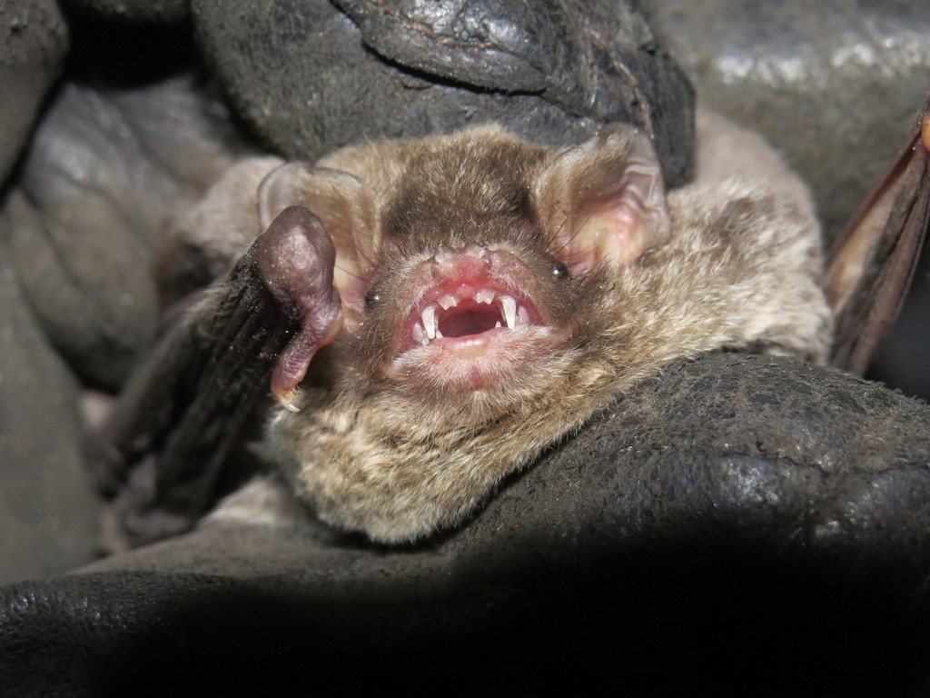 Common Bentwing Bat
