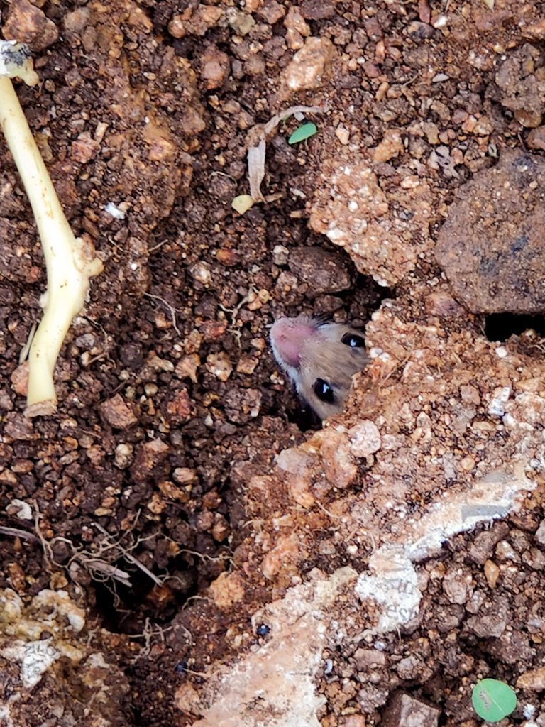 Common Indian Field Mouse