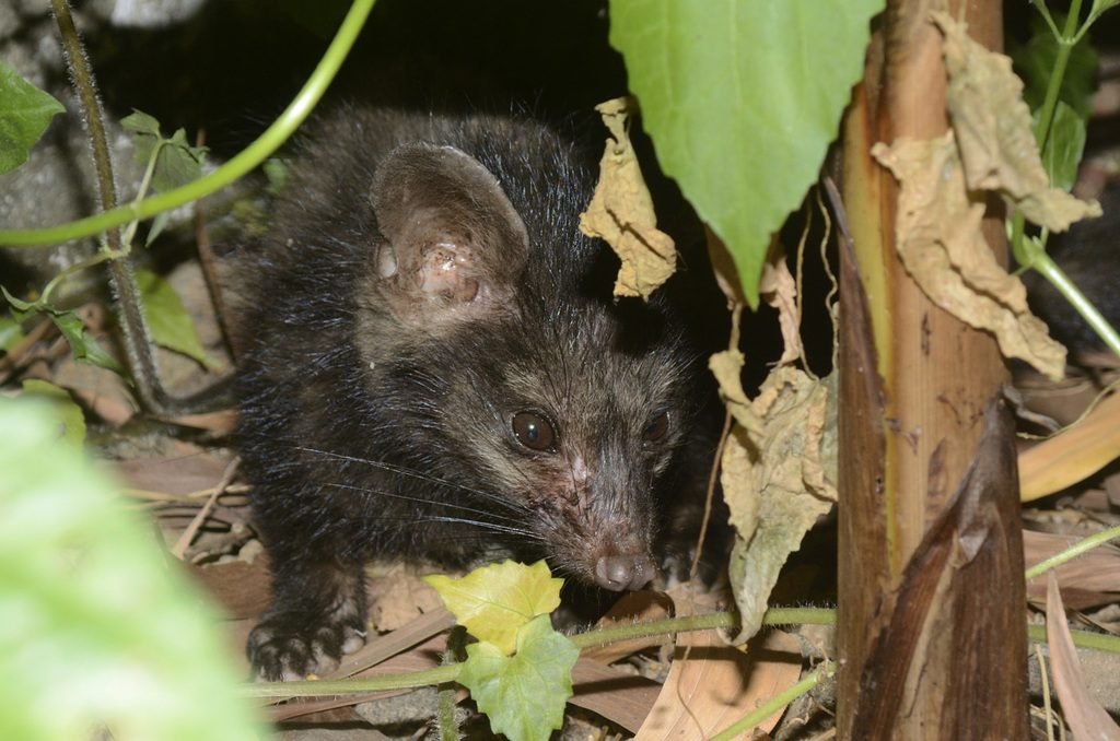 Common Palm Civet