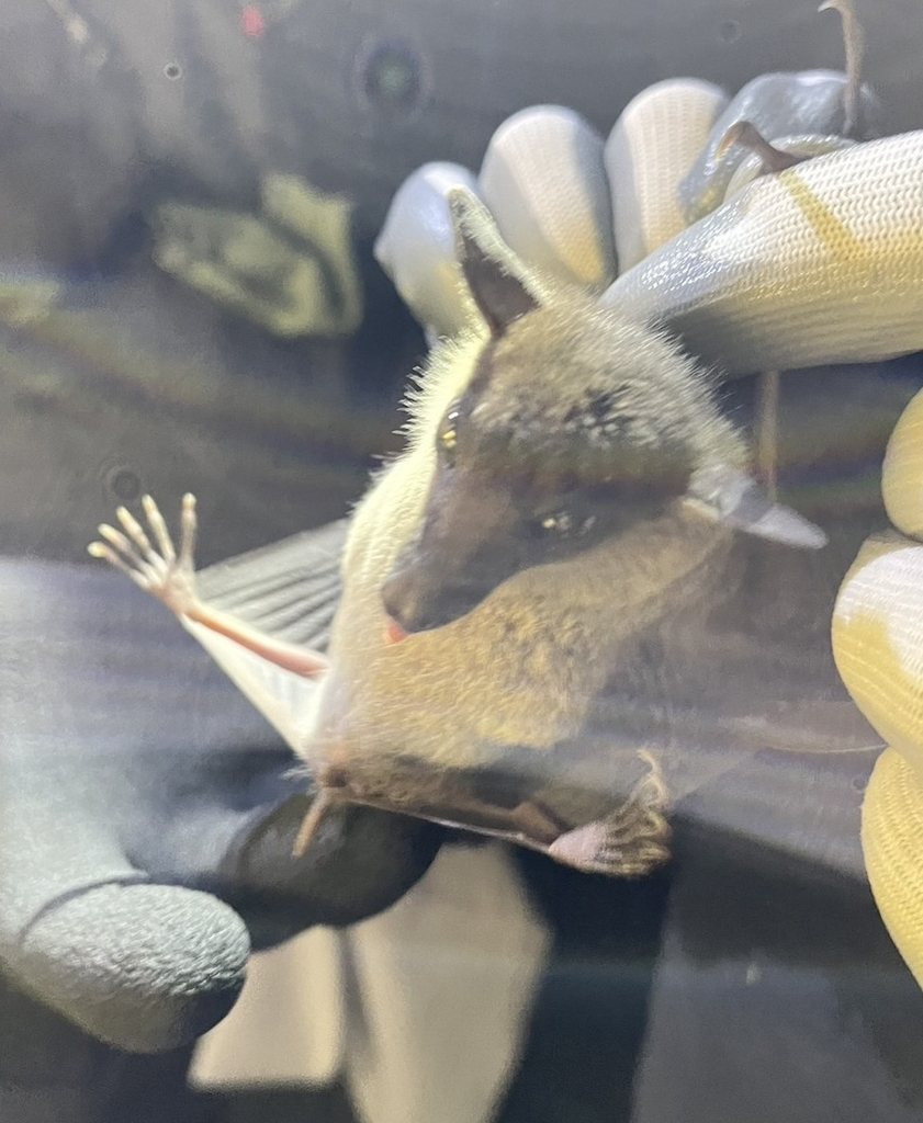Dawn Bat