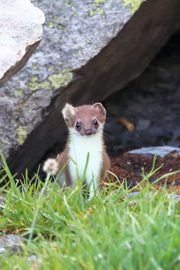 Ermine