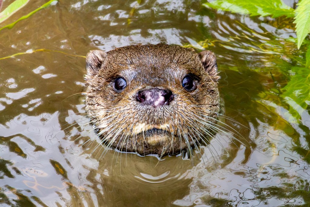 Eurasian Otter