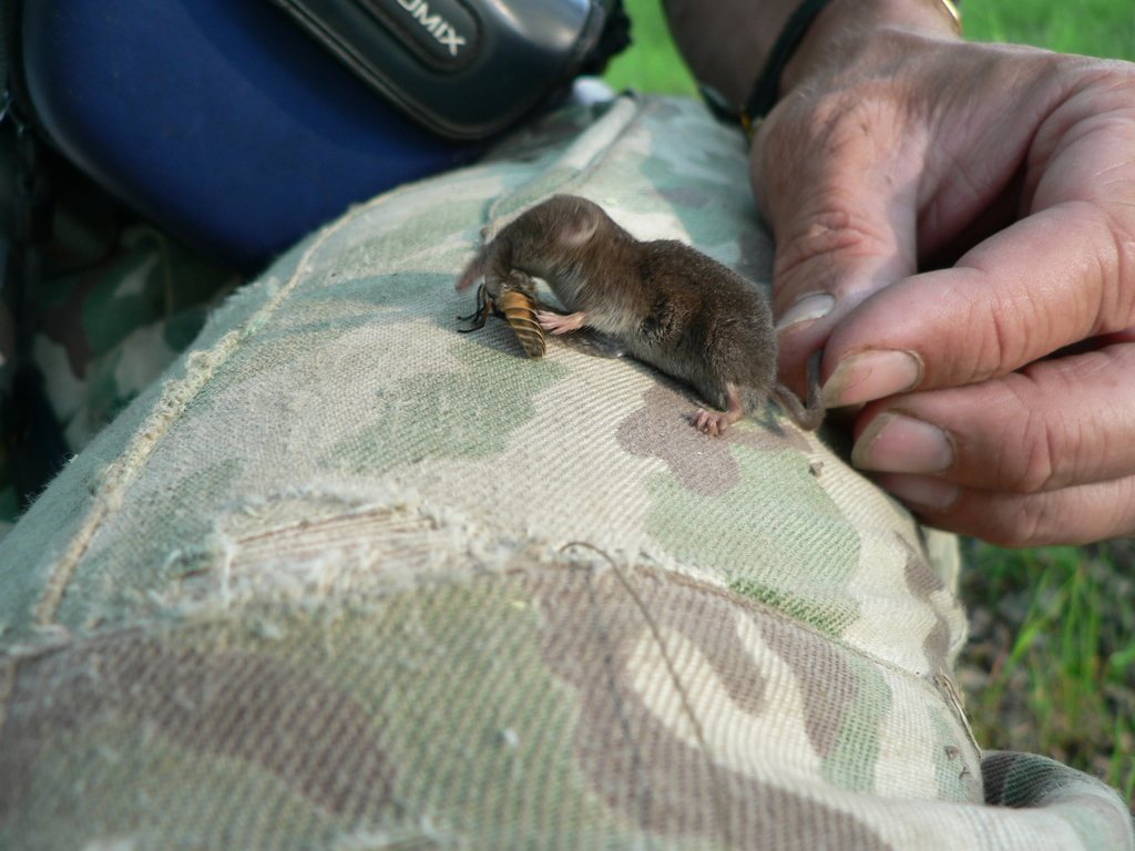 Eurasian Pygmy Shrew