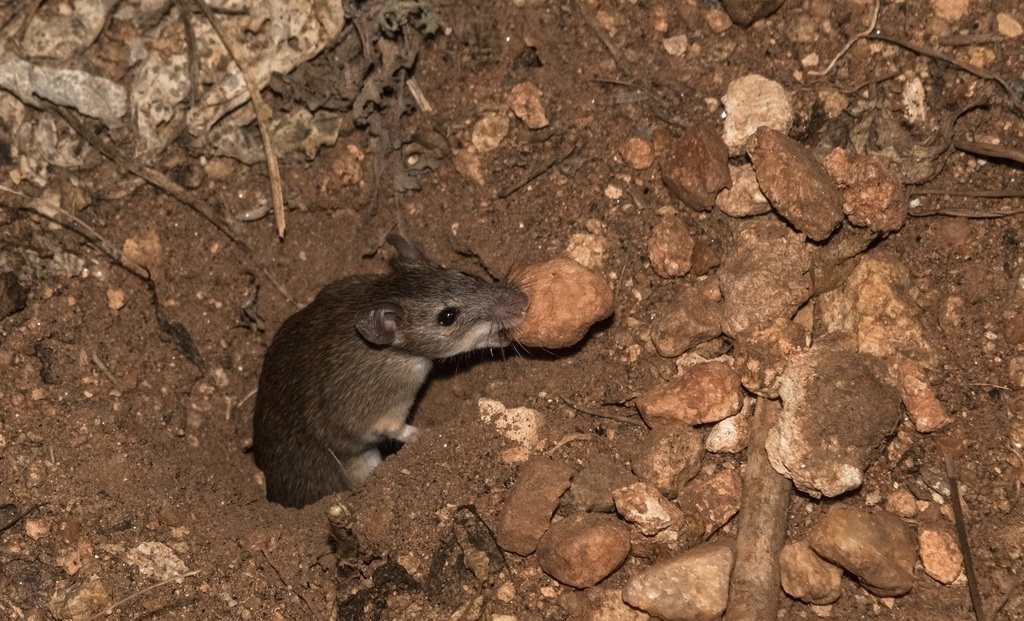 Flat-haired Mouse