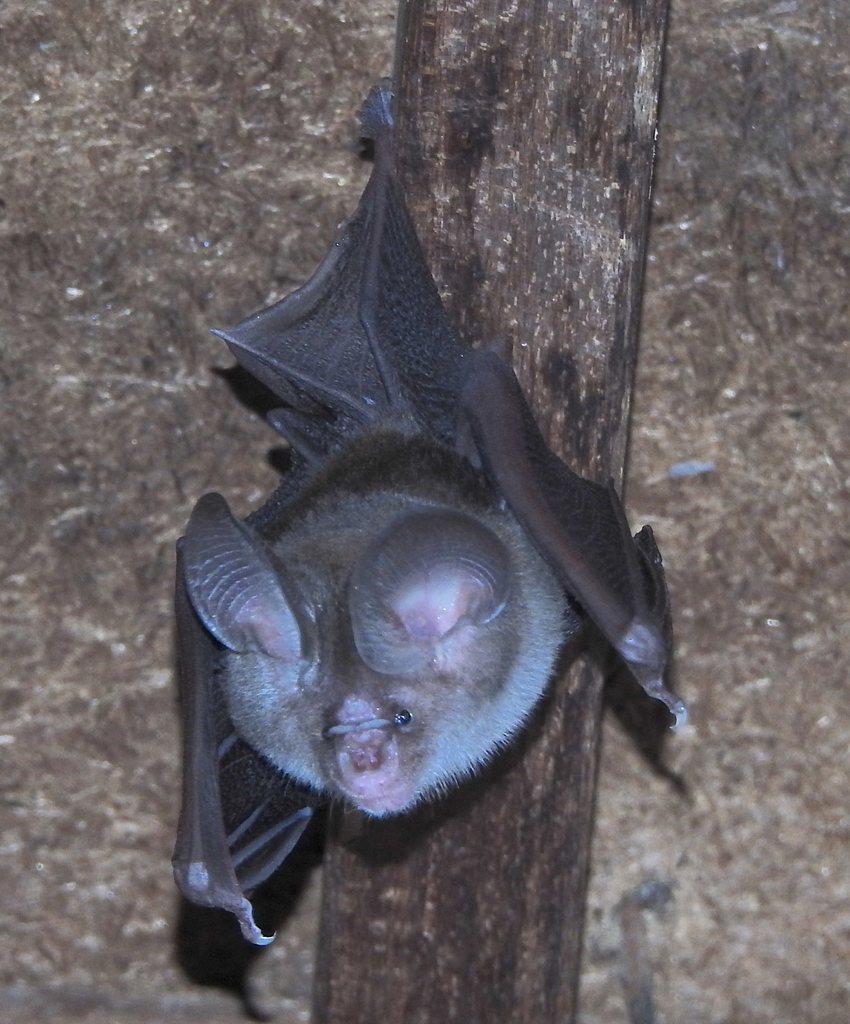 Fulvus Leaf-nosed Bat