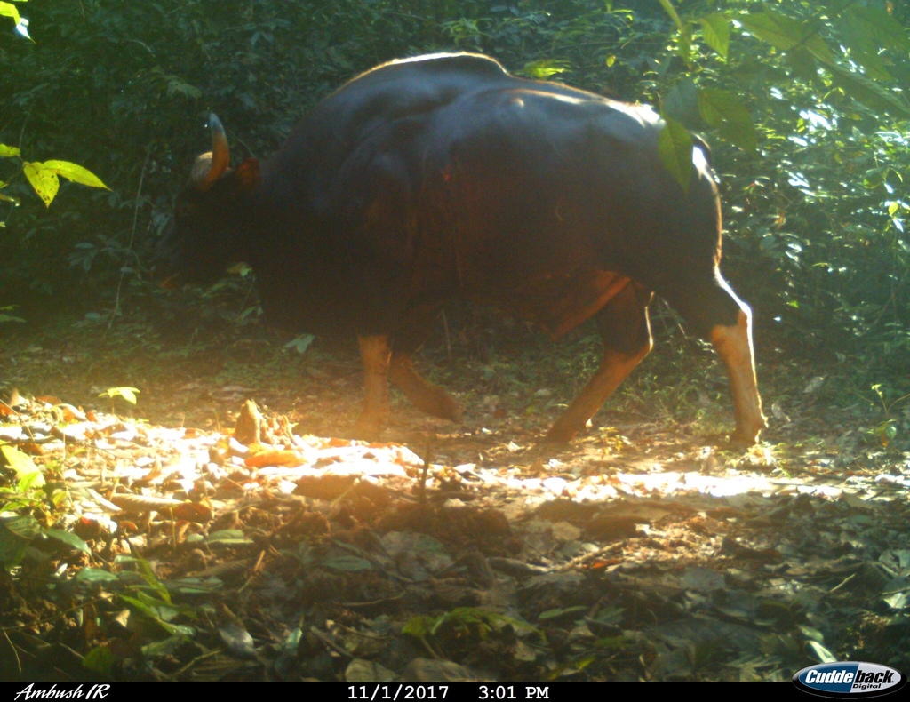Gaur