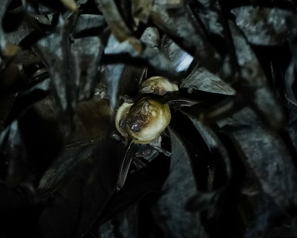 Greater Asiatic Yellow House Bat
