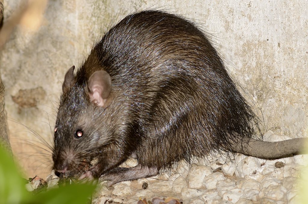 Greater Bandicoot Rat