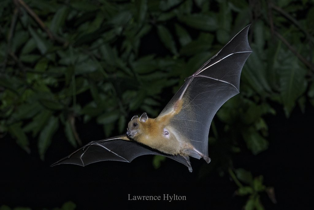 Greater Shortnosed Fruit Bat