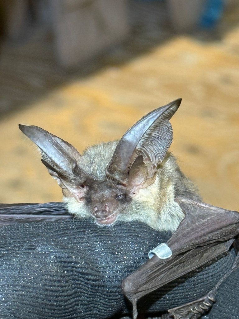 Grey Long-earred Bat