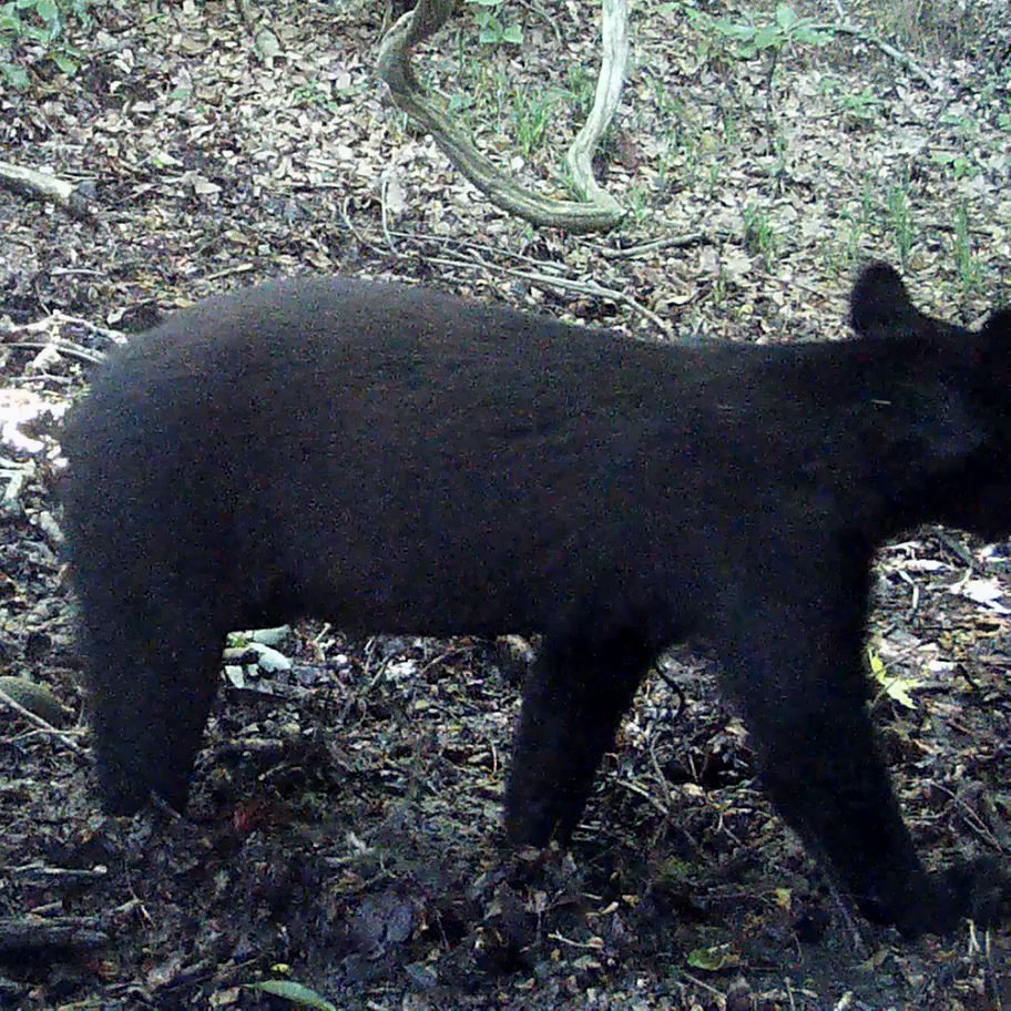 Himalayan Black Bear