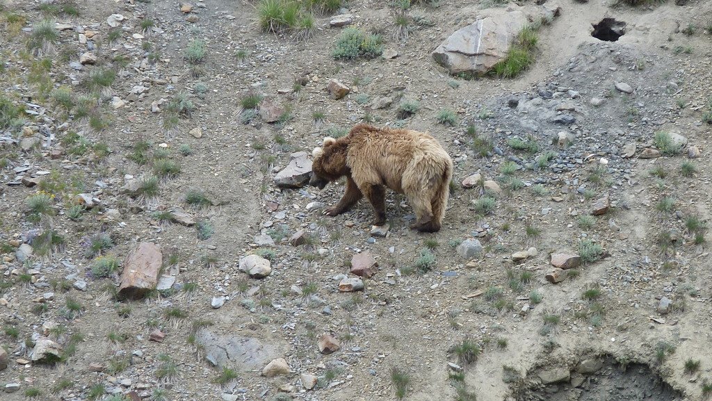 Himalayan Brown Bear