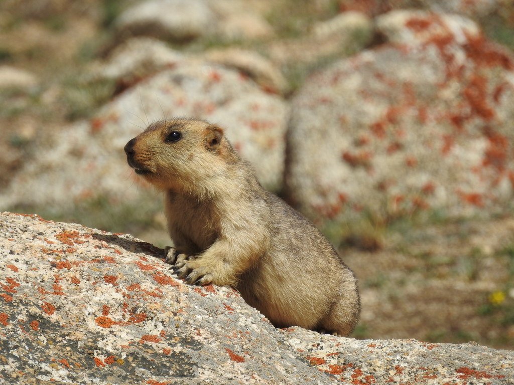 Himalayan Marmot