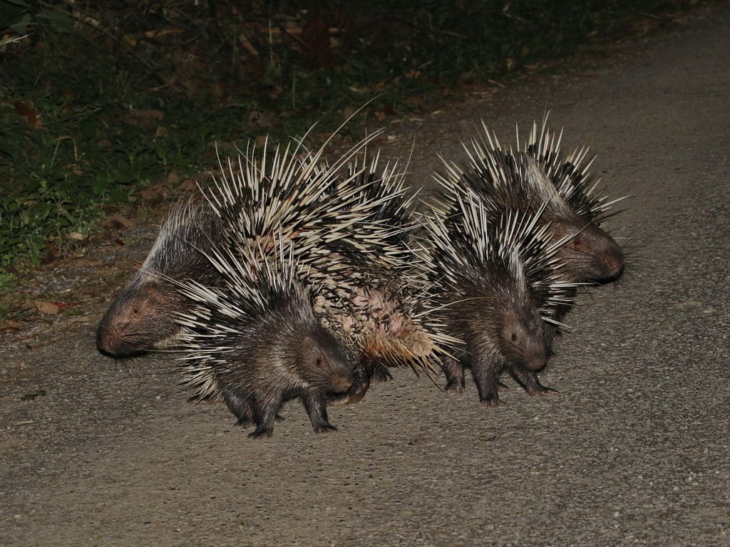 Himalayan Porcupine
