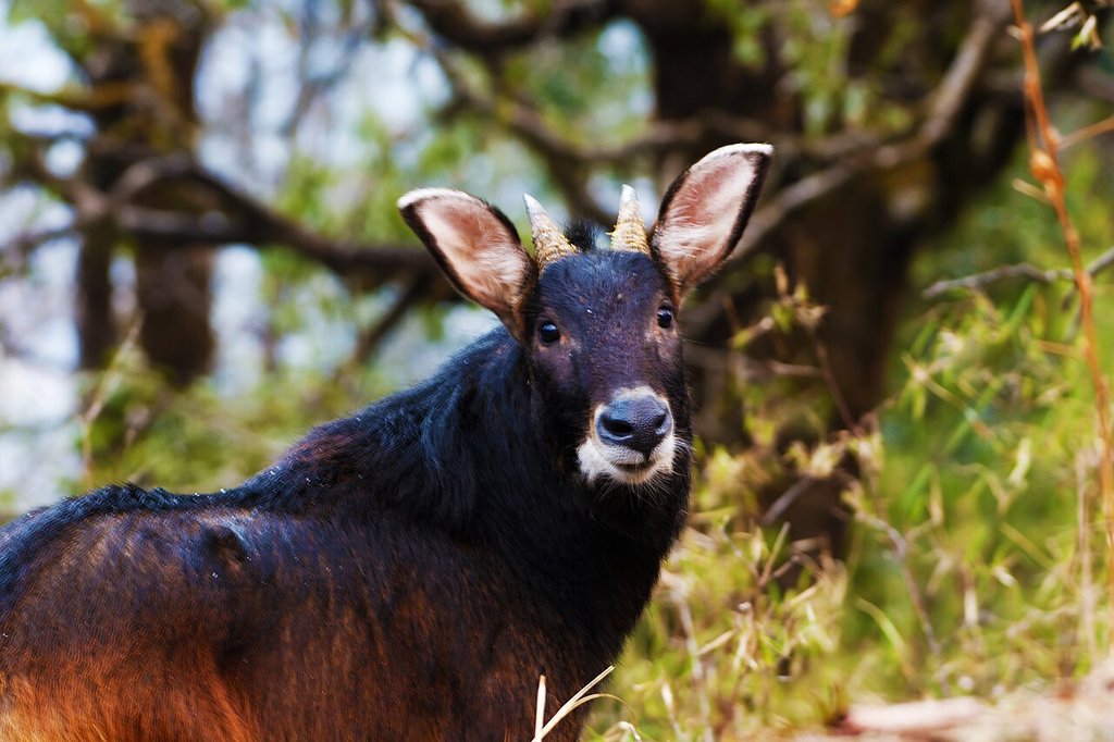 Himalayan Serow