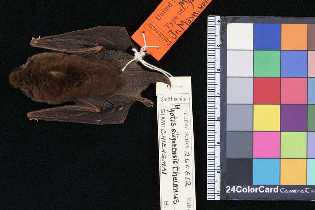 Himalayan Whiskered Myotis