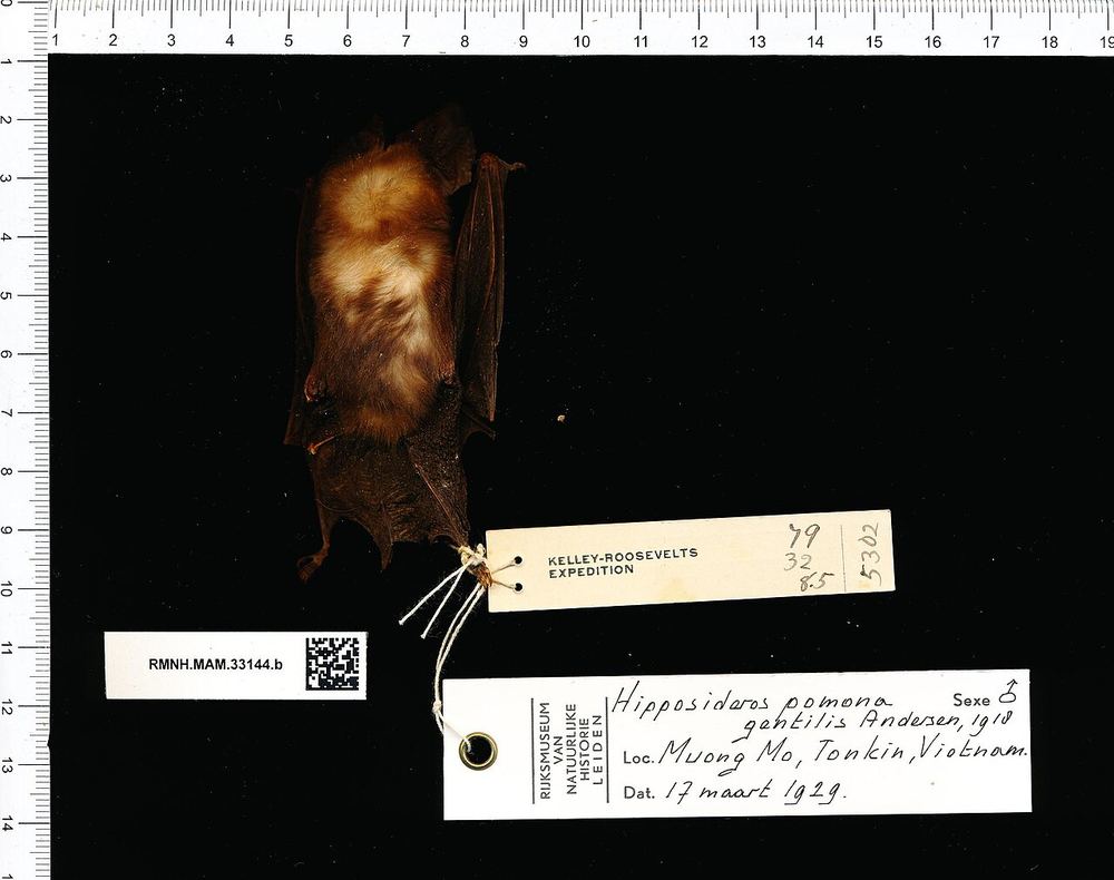 Pomona Roundleaf Bat