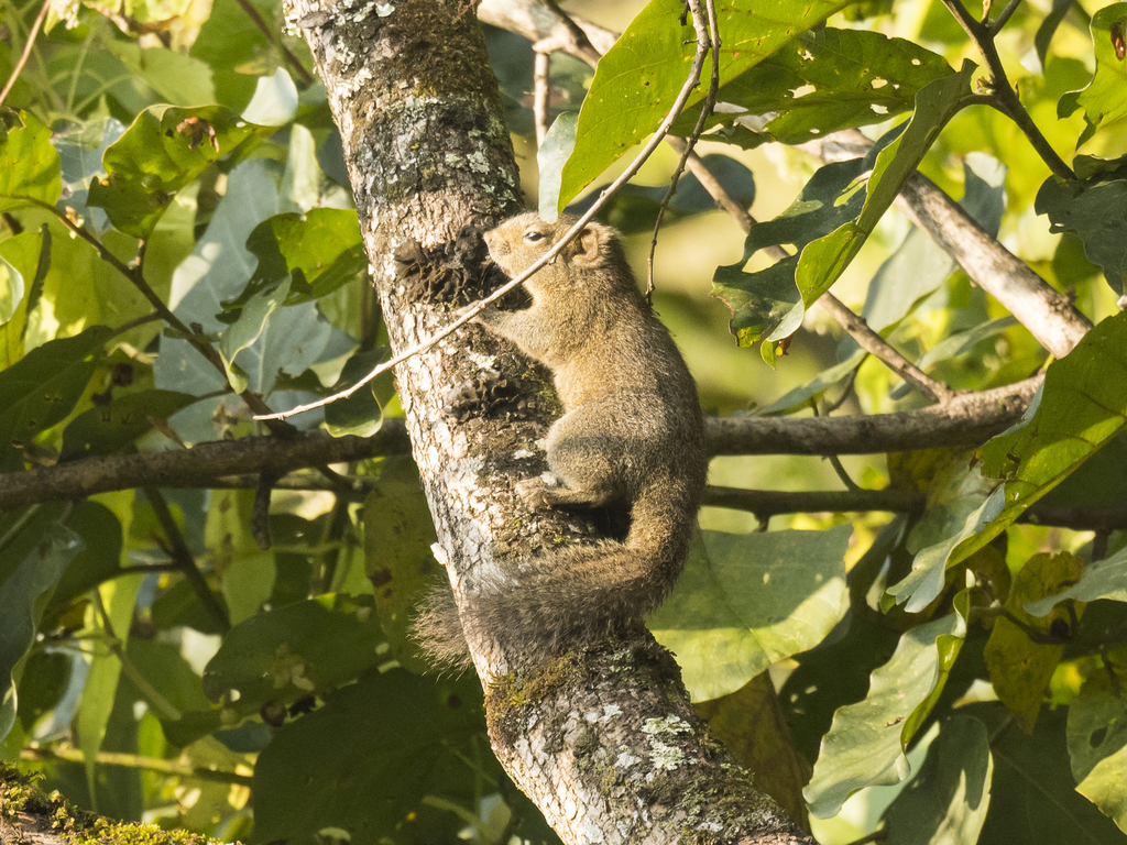 Hoary-bellied Squirrel