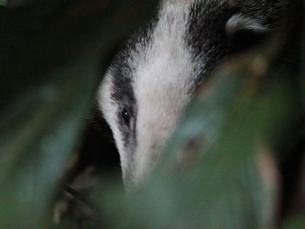 Hog Badger