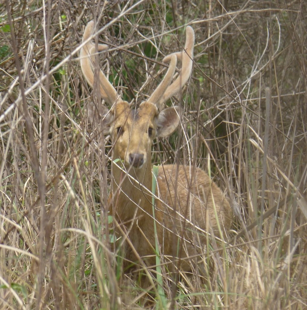 Hog Deer