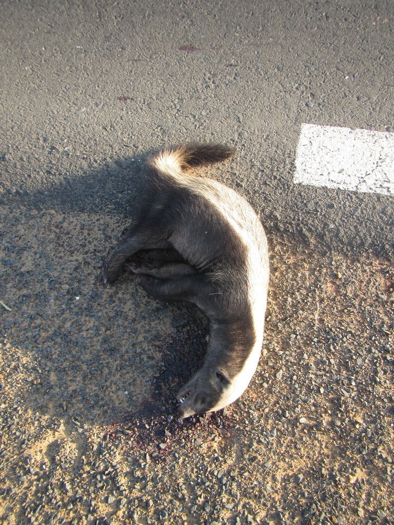 Honey Badger