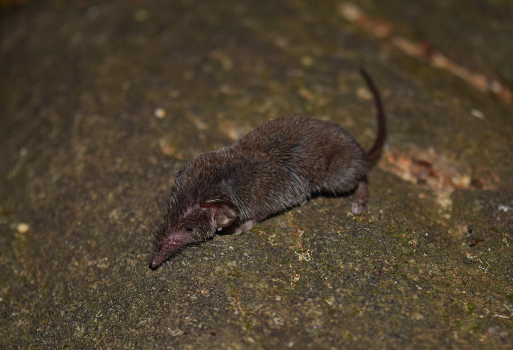 Horsefield's Shrew