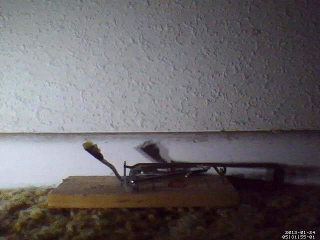 House Mouse