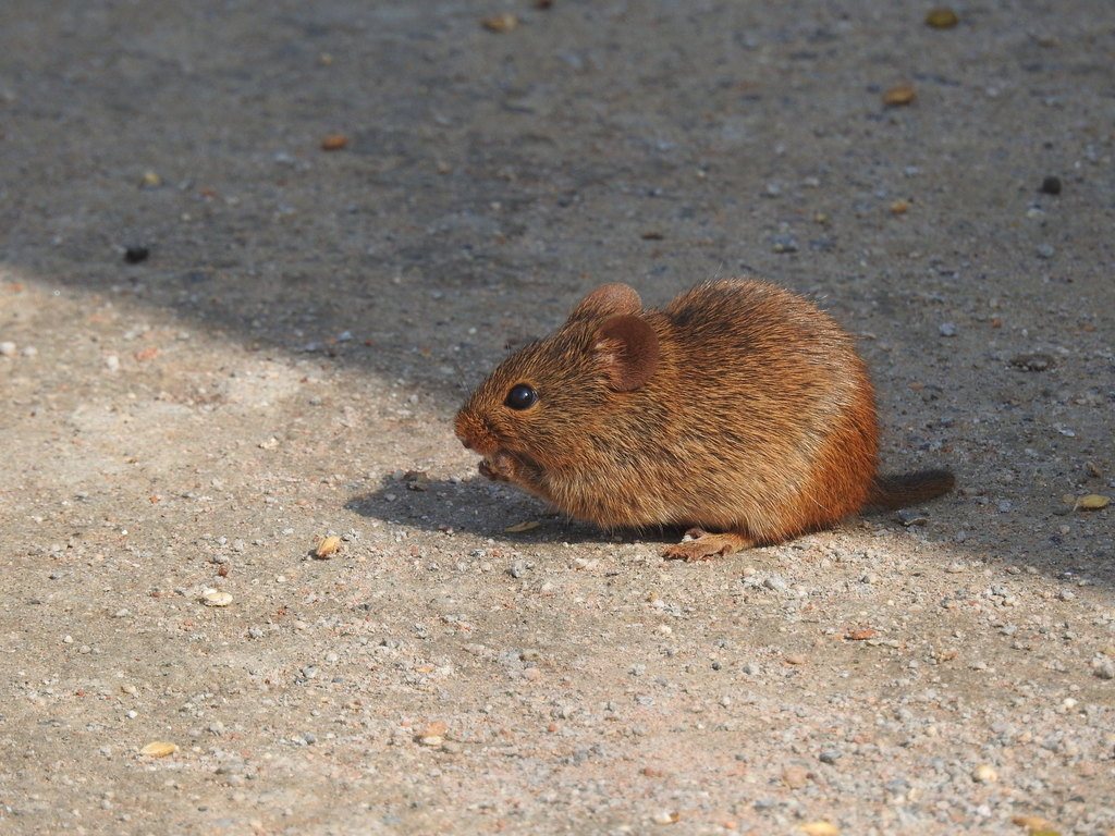 Indian Bush Rat