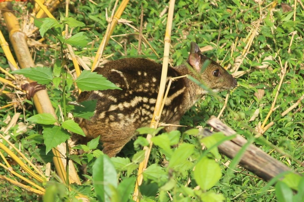Indian Chevrotain