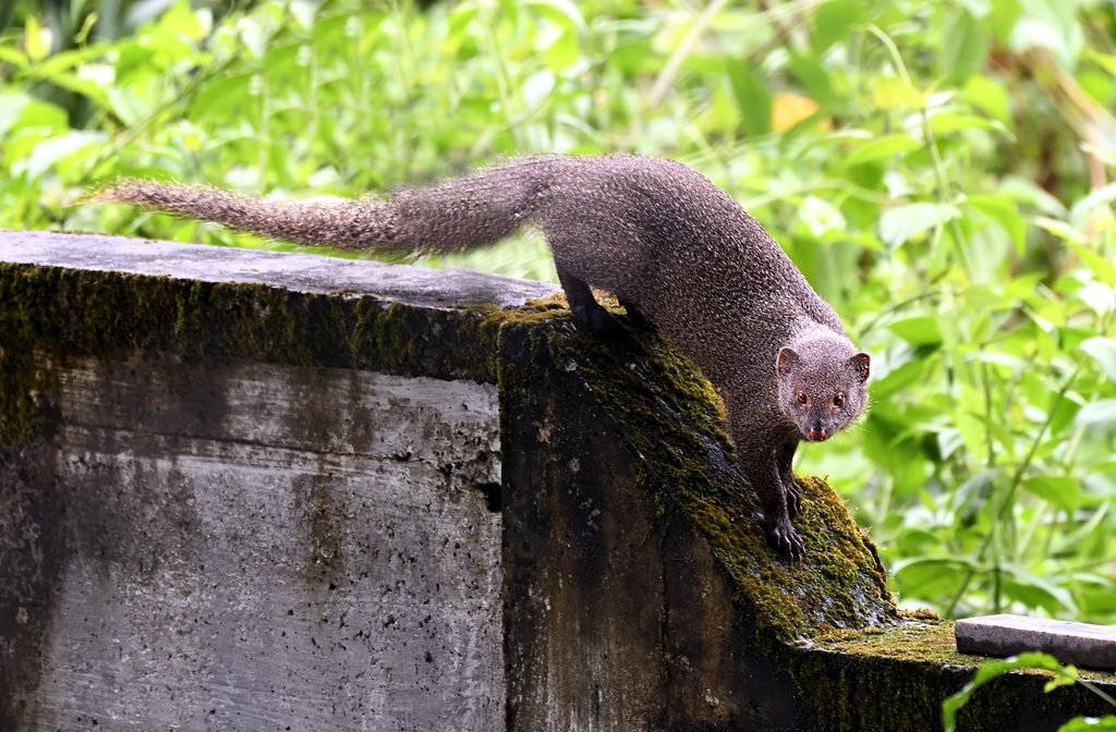 Indian Grey Mongoose
