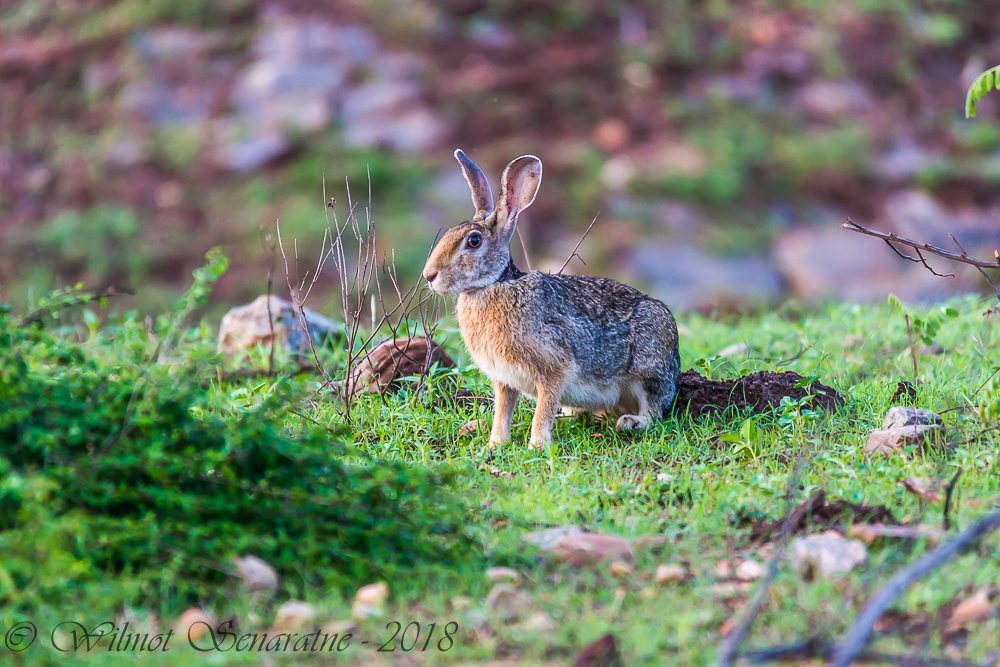 Indian hare