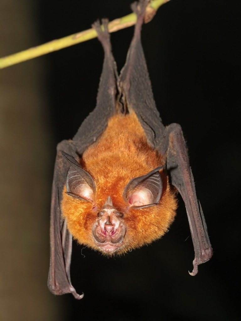 Intermediate Horseshoe Bat