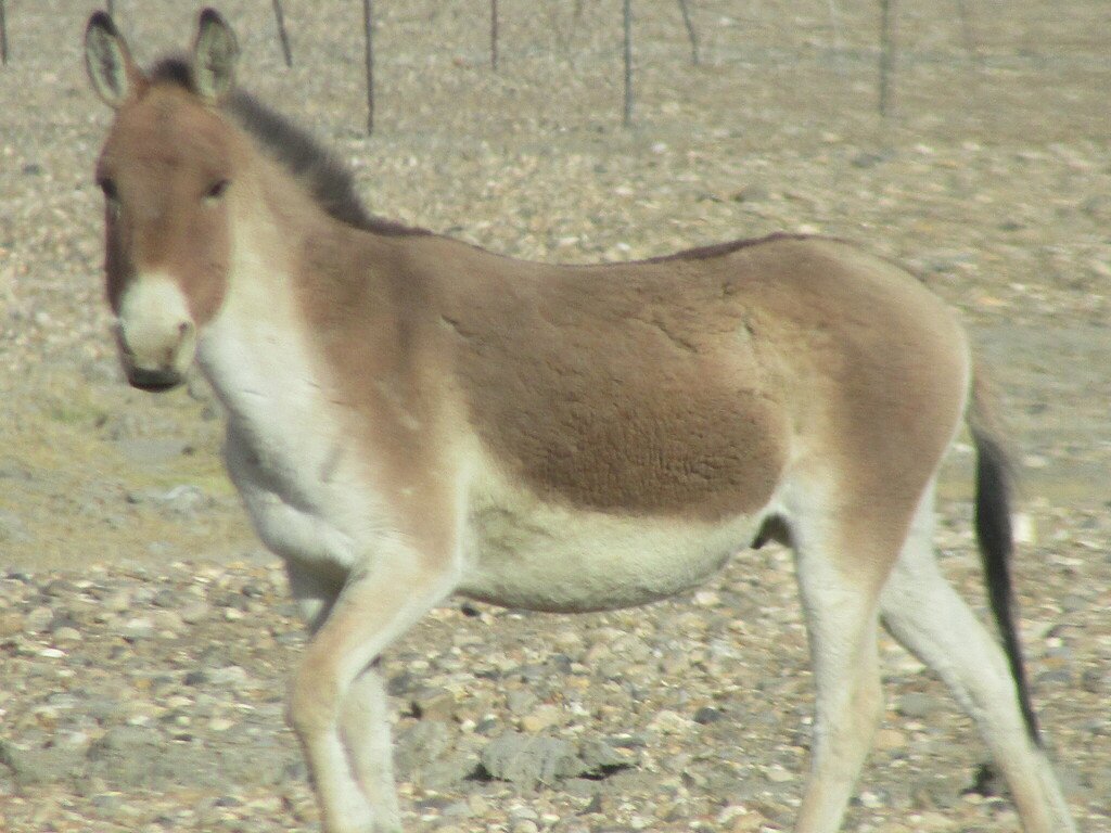 Kiang